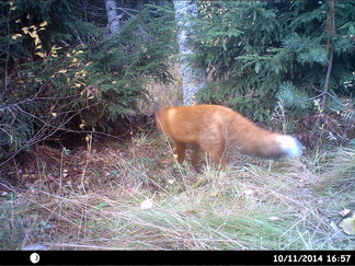 Kovin hyvin on pöytä pyyhitty. Raatokin on siirretty parempaan talteen ! NO maatamyöten sitä on viety, seurataampa jälkeä.