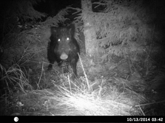 Villisika; Toma/Iso-Matti !  Mikä hellkarin punanen tuossa kannonkyljessä kiiluu