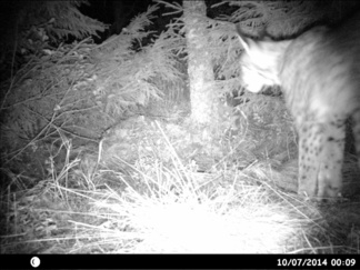 KISSA KÄTKÖLLÄÄN; Heinäkasan alla on peuran raato, jonka kissa itse on huolellisesti piilottanut!